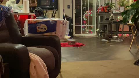 Young Duck Chases Owner Around Kitchen