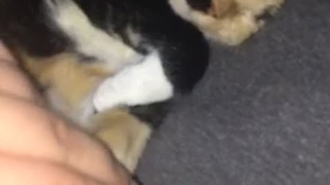 Black cat getting leg massaged while sleeping