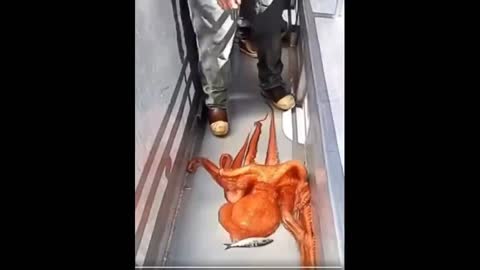Red octopus on boat top