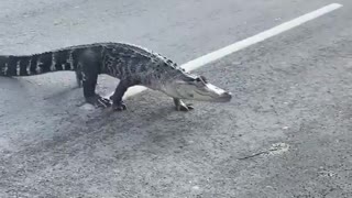 Alligator spotted crossing the road in Montreal, Canada