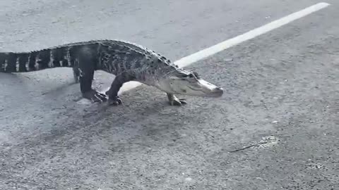 Alligator spotted crossing the road in Montreal, Canada