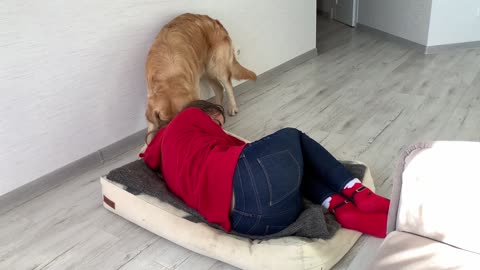 Dog funny reaction video look what my dog did when i stole his bed