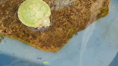 My Little Turtle... Viral Video