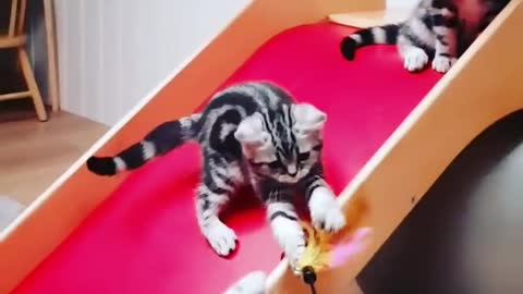 Group Of Kittens Playing With a Feather