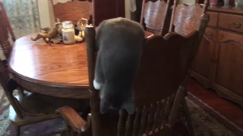 Funny cat talking, voice over, playing, climbing on chair | funny cats videos 😂😂