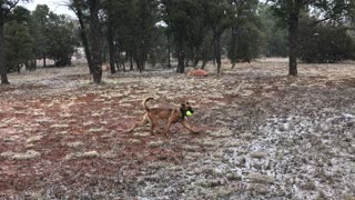 Malinois Playing in the Snow
