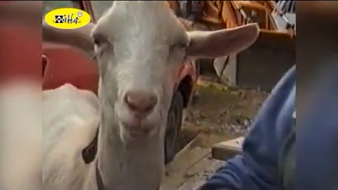 Funny Animal Videos Funny Goat Smoking