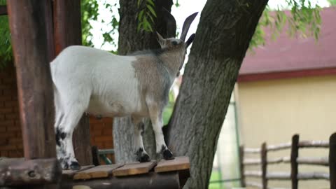 cute goats|cute goat baby| goat|sheep farming|animals word|animal