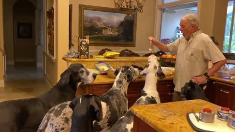 For appetizers before dinner, five Great Danes wait in line