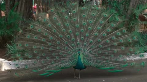 amazing peacock