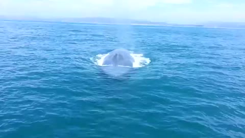 Close Encounter With Blue Whale At Dana Point