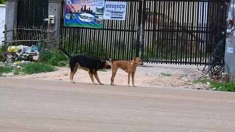 Streetdog!! Black Labrador Retriever Vs German Shepherd Dog On Street In Front of My Hotel