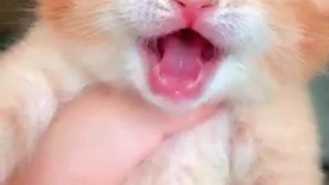 Cute funny cat 🐈