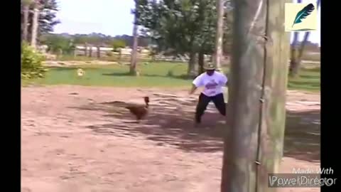 This man is being beaten by his own chicken, funny videos