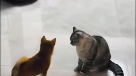 Dog and cat comedy