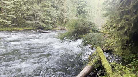 The Gentle Salmon River Flowing Through the Old Growth Rainforest – Mount Hood – 4K