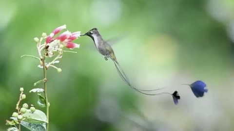 Marvelous Spatuletail Hummingbird is the most beautiful bird you can see.
