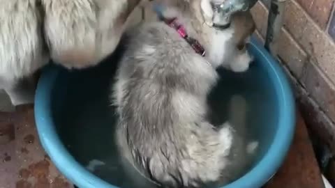 Mother dog is playing with her baby in the water