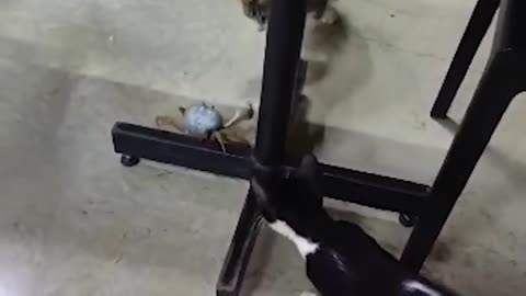 This Cat Will Never Attack Crabs Again