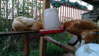 Chickens eating in the run