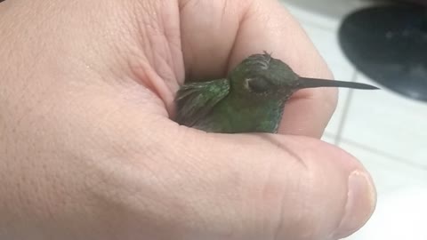 Meet Jimmy, my hummingbird