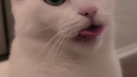 Cat Wiggles Her Tongue