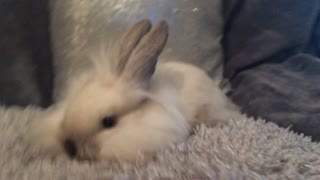 Tiny fluffy bunny is brought home at 4 weeks old