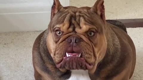 Angry Pets Compilation : Funny Angry Dogs of The Week #108 #shorts