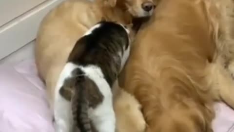 Funny cat disturbing dogs 😍😍