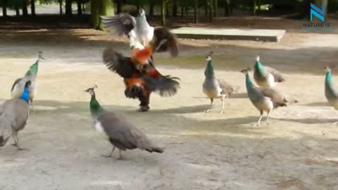 Peacock Vs Rooster Fight In Nature