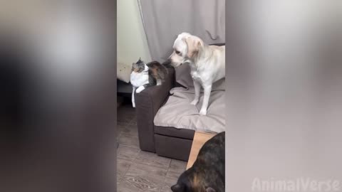 🐾Your 3 Hours Dose of Hilarious Cats and Dogs😂🐶🐱