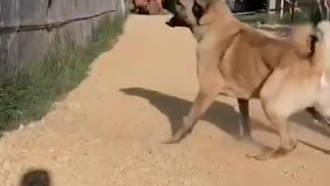 Kangal shepherd dog