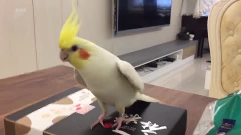 Cockatiel type dancing on a box
