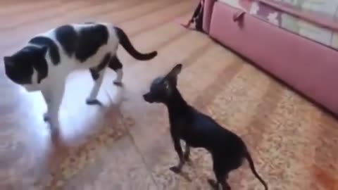 Funny dog and cats videos comedy animals 🤣