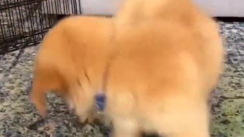 Baby dog funny videos