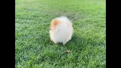 The most funny puppy playing in the garden😚😚😚😙😙😗😗🐩🐩🐩🐩🐩🐩