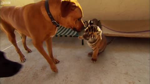 Feisty Tiger Cubs Play with Dogs / Tigers About the House / BBC Earth