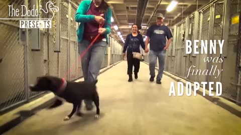 Dog Gets Adopted and Totally Loses It