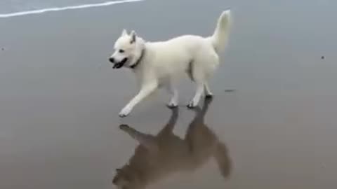 Fun Hund Strand