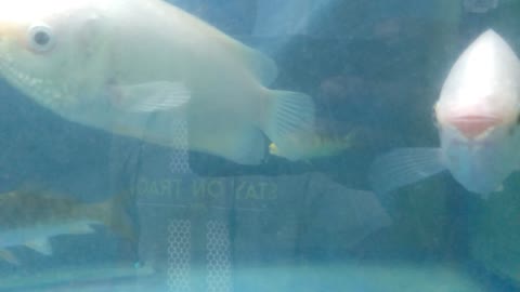 Kissing Fish Kissing In The Aquarium | part-1