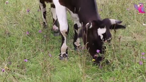 COW VIDEO FOR KIDS COWS MOOING AND GRAZING IN A FIELD