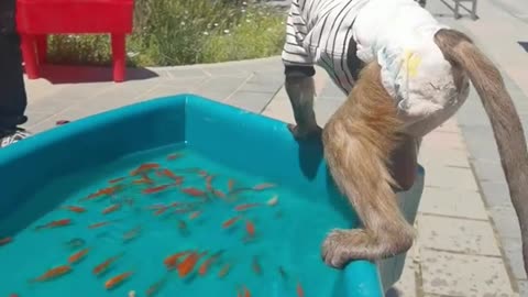 Little monkey catching fish to eat