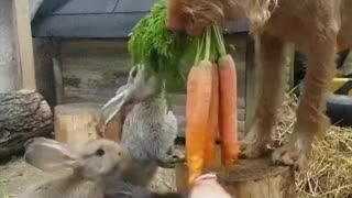 Dog feeding other animals.