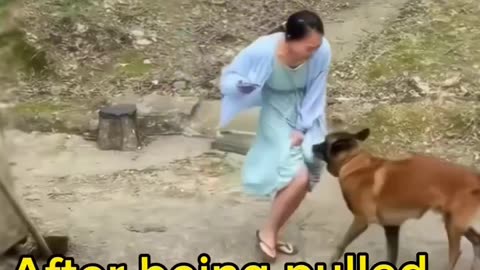 This dog saved its owner from a falling branch 😧😧