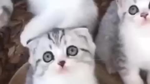 The Funniest Cat Videos on the Internet 🤣🐱