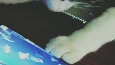 Cat watching fish on the phone | Quarry the Cat