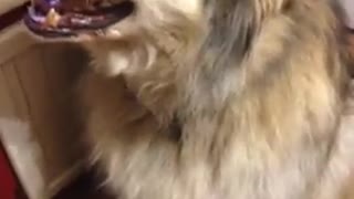 Funny dog video!!! Malamute wants Tacos!
