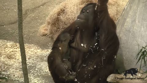 Best One At Chicago's Brookfield Zoo, a two-week-old baby orangutan made her debut