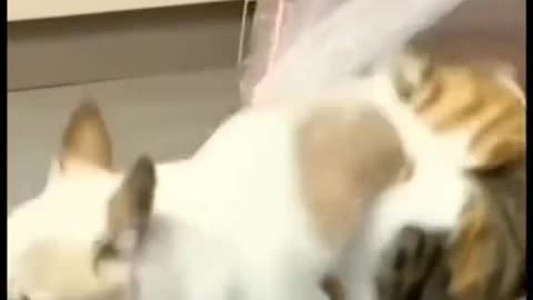 Playful Puppies​ and Kittens