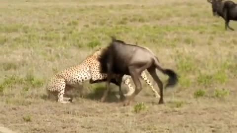 Two cheetahs grabbed wildebeest, only to be wildebeest